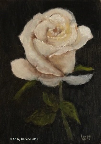 Sm white rose study | art by karlene