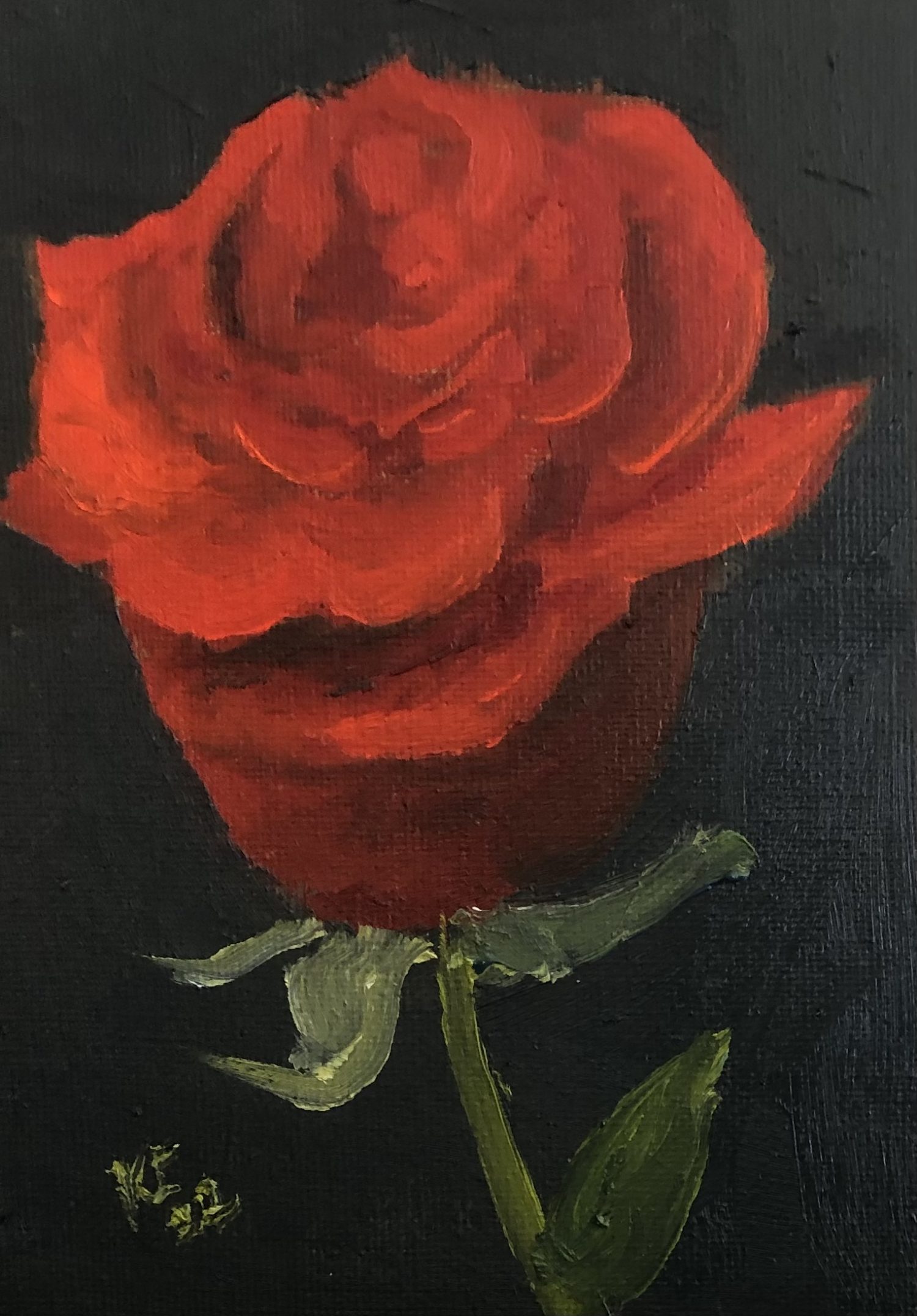 Single Red Rose Study