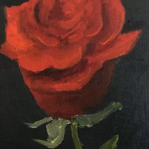 Single Red Rose Study