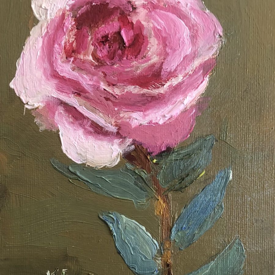 Single Pink Rose Study